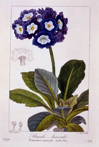 Primula auricula，1836（手工彩色雕刻）